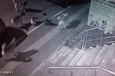 Sześciu na jednego, czyli psia banda kontra samotny kotek