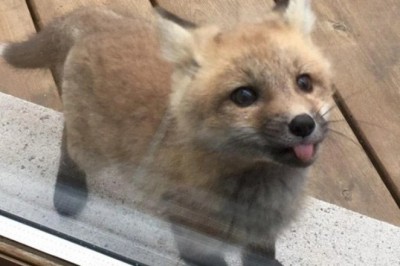 Pod jego domem pojawiły się młode liski szukające jedzenia. Zdjęcia jakie zrobił są przeurocze