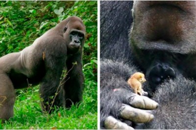 24-letni dominujący goryl spotyka w lesie malutką, bezbronną istotkę. Jego reakcja jest bezcenna