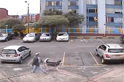 Wściekły pitbull rzuca się na husky'ego podczas spaceru. To był dosłownie moment