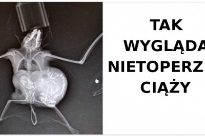 19 przeuroczych zwierzaków, które natychmiast poprawią twój dzień