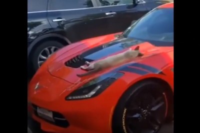 Niefortunne budzenie kota śpiącego na masce super samochodu