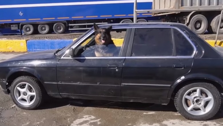 Pies kozak jeździ BMW po mieście. Mistrzowska akcja mechaników