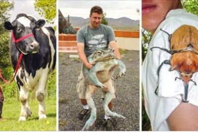 Te zwierzaki są tak wielkie, że ciężko uwierzyć, że są prawdziwe. Prawdziwe giganty 