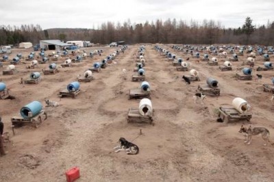 200 psów na łańcuchach na środku pola przez całe lato. Jedyny cień to plastikowe beczki 