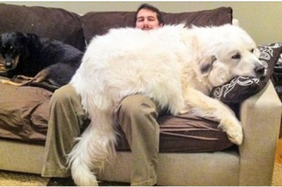 20 osób, które myślały, że biorą psa, lecz skończyły z domowym niedźwiedziem