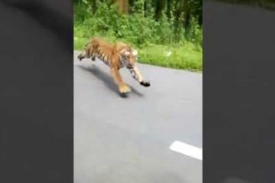 Tygrys kontra goście na motocyklu. Majty musieli mieć pełne 