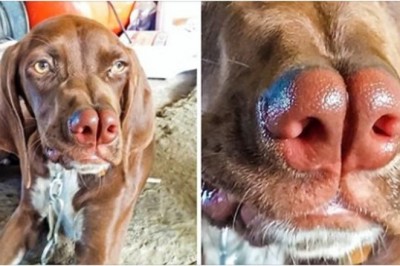 7 rzadkich ras psów, o których istnieniu nie mieliśmy pojęcia. Są piękne i unikatowe 