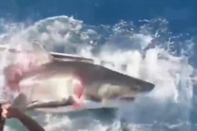 Oszukał przeznaczenie. Gdy staniesz oko w oko z rekinem w małej klatce