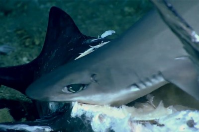 Rekin połknięty w całości. Czegoś takiego jeszcze nie widziałem