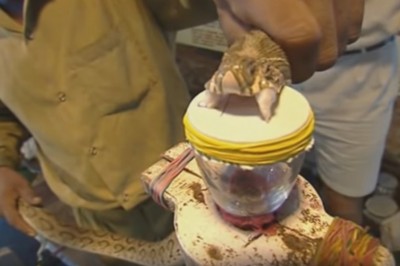 Oto co się dzieje, gdy kropla jadu kobry zostanie zmieszana z krwią