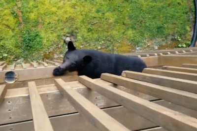 Siedzisz sobie spokojnie na urlopie, a tu wbija taki ziom na chatę 