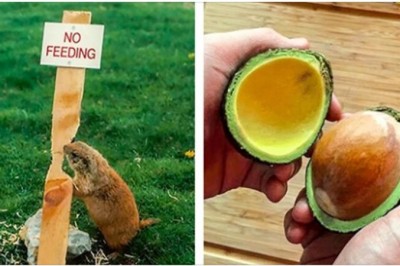 18 zdjęć pokazujących, że natura zna się na żartach lepiej od niejednego komika