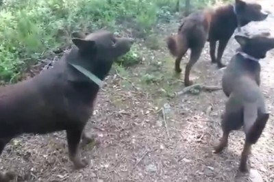 „Zamrożone” psy. Dzisiejszego dnia nic dziwniejszego nie zobaczysz 