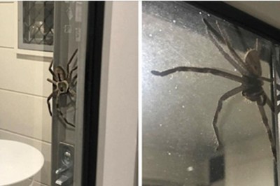 Pokazała zdjęcie wyjaśniając czemu boi się wyjść z domu. Znajomi doradzali  żeby spaliła cały dom