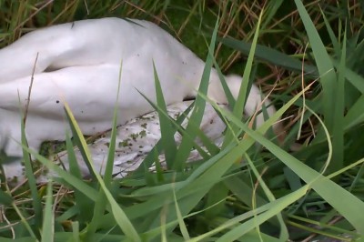 Gość broni łabędzia przed innym łabędziem. Wczuł się w sytuację 