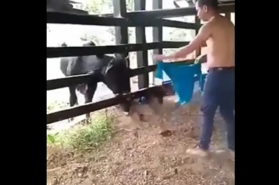 Szybka kara dla gościa, który drażnił małego byka