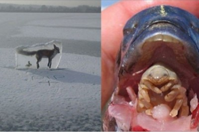 Te zdjęcia pokazują, że natura potrafi być okrutna. Niektóre szokują 