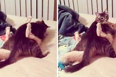 22 niegrzeczne zwierzaki, które zostały przyłapane przez właścicieli 