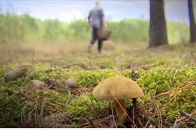 Pan Tomasz na grzybobraniu poczuł dziwny zapach. Natrafił na „palce diabła”