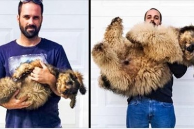 Zdjęcia porównujące jak urosły słodkie szczeniaczki. Czas leci zdecydowanie za szybko