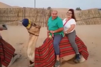 Janusz i Grażyna kontra wielbłąd. To miała być niezapomniana przygoda 