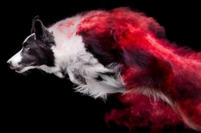 Posypała futra psów kolorowym pudrem i zaczęła robić zdjęcia