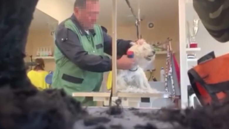 Ukryta kamera uchwyciła męczenie psów w salonie w Częstochowie
