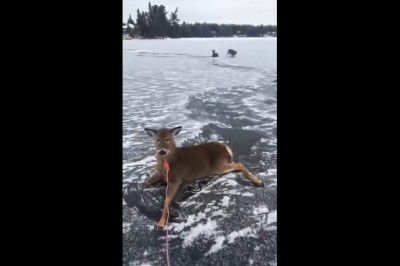 Nie każdy bohater nosi pelerynę. Ratowanie saren z tafli jeziora
