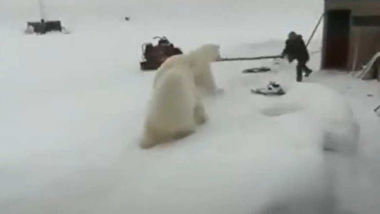 Koleś kontra dwa niedźwiedzie polarne. Trzeba mieć jaja ze stali