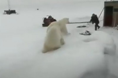 Koleś kontra dwa niedźwiedzie polarne. Trzeba mieć jaja ze stali 