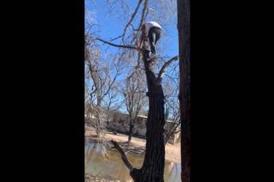 Twarde lądowanie z drzewa. Wyżej już się nie dało wejść 