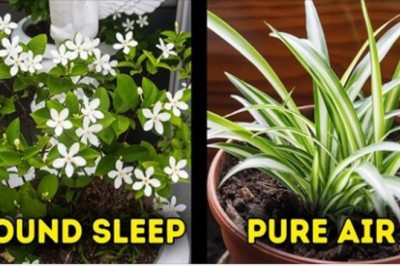 12 roślin domowych, które pozytywnie wpłyną na twoje zdrowie