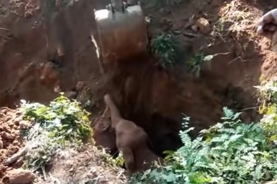 Dzikie słonie dziękują ludziom za uratowanie ich maleństwa z pułapki 