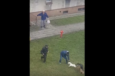 Nagranie z ataku owczarka niemieckiego na osiedlu. Ledwo udało się obronić 