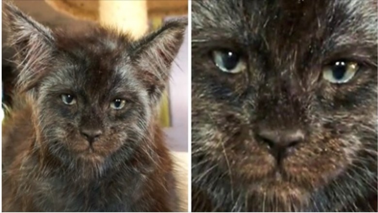 Jej koty rasy Maine coon, mają pyszczki przypominają ludzkie twarze. Majestatyczne olbrzymy