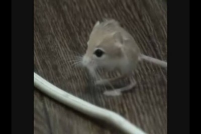 Codzienna porcja ciekawych i zabawnych filmików #36