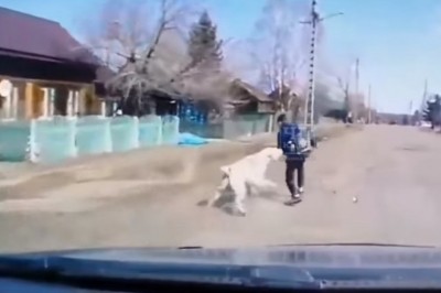 Kierowca uratował dziecko przed pogryzieniem przez ogromnego psa