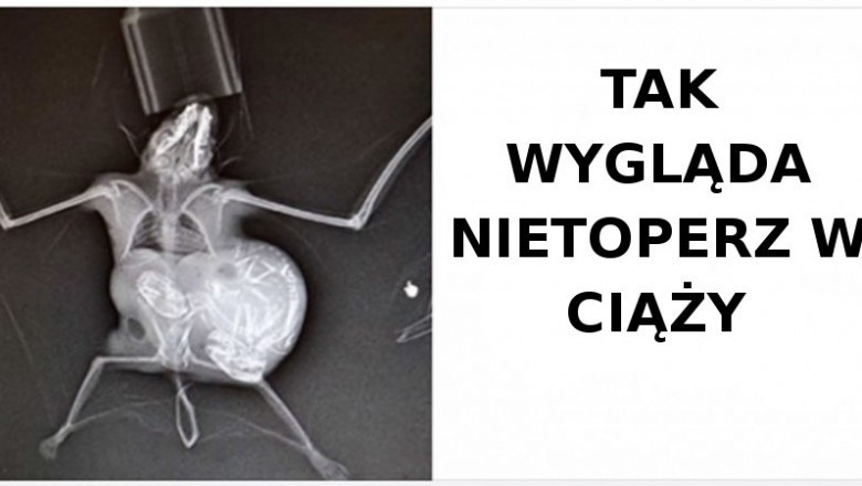 19 przeuroczych zwierzaków, które natychmiast poprawią twój dzień. Niezwykle słodziaki