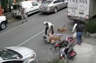 Facet wyrwał swojego psa ze szczęk pitbulla i obronił go własnym ciałem