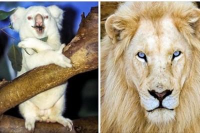 15 zwierząt albinosów, które urodziły się by zadziwić świat