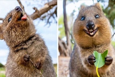 Kuoka nazywana jest najszczęśliwszym zwierzęciem na świecie. Te  zdjęcia to udowadniają