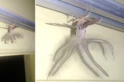 Ciarki idą po plecach. Widzieliście kiedyś coś takiego?