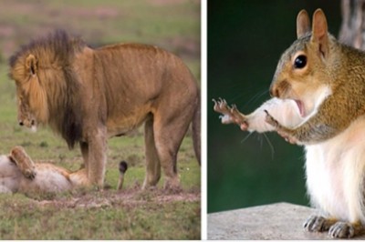 Zdjęcia dzikich zwierząt przyłapanych w zabawnych ujęciach. One potrafią rozśmieszyć