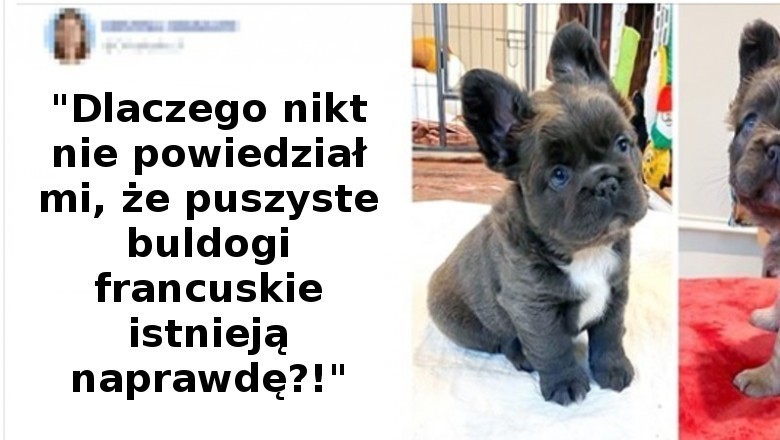 19 zdjęć, które mogą przekonać cię do adopcji psa. Już chcesz je przytulać