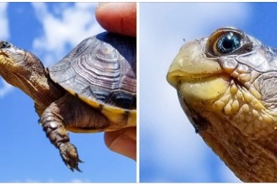 15 zwierząt, których widok poprawi nastrój każdemu. Niezwykłe przypadki