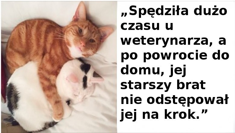 20 zdjęć pokazujących, że koty to także kochane zwierzęta. Potrafią być bardzo uczuciowe