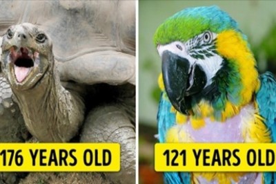 9 zwierząt, które znacznie przekroczyły oczekiwaną długość życia