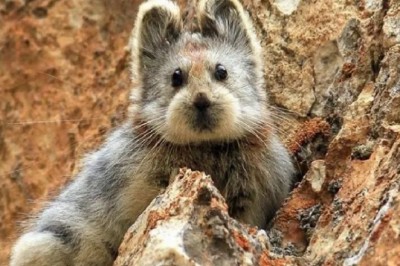 Ten zwierzak jest nazywany „magicznym królikiem”. Niestety może wyginąć 