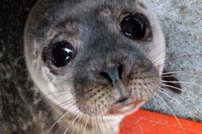 Najsłodsze wodne zwierzęta. Te foki wyglądają jak „morskie szczeniaczki”